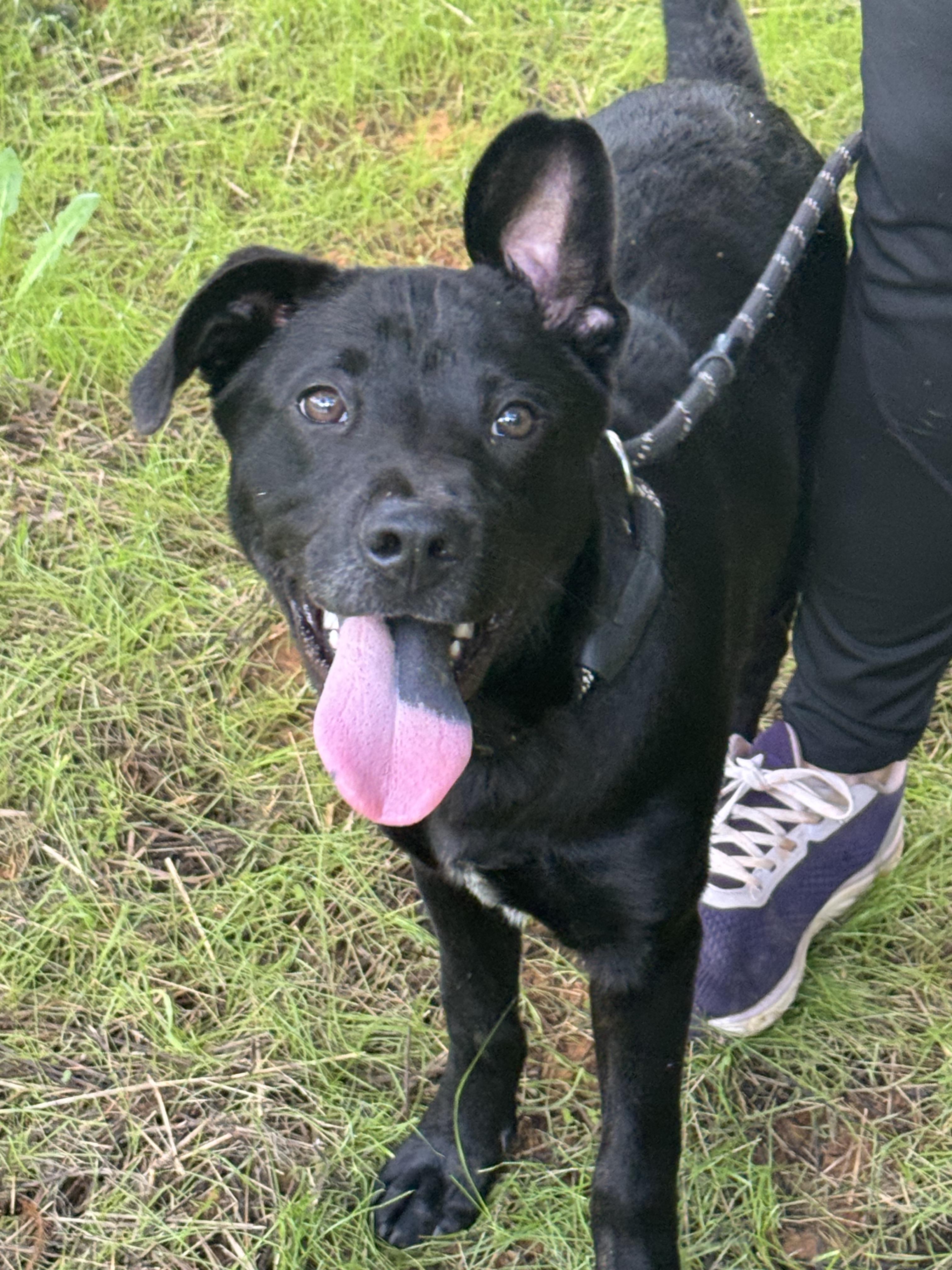 Cliff Hanger, a ADOPTABLE mixed breed in Richmond, VA image 6/6