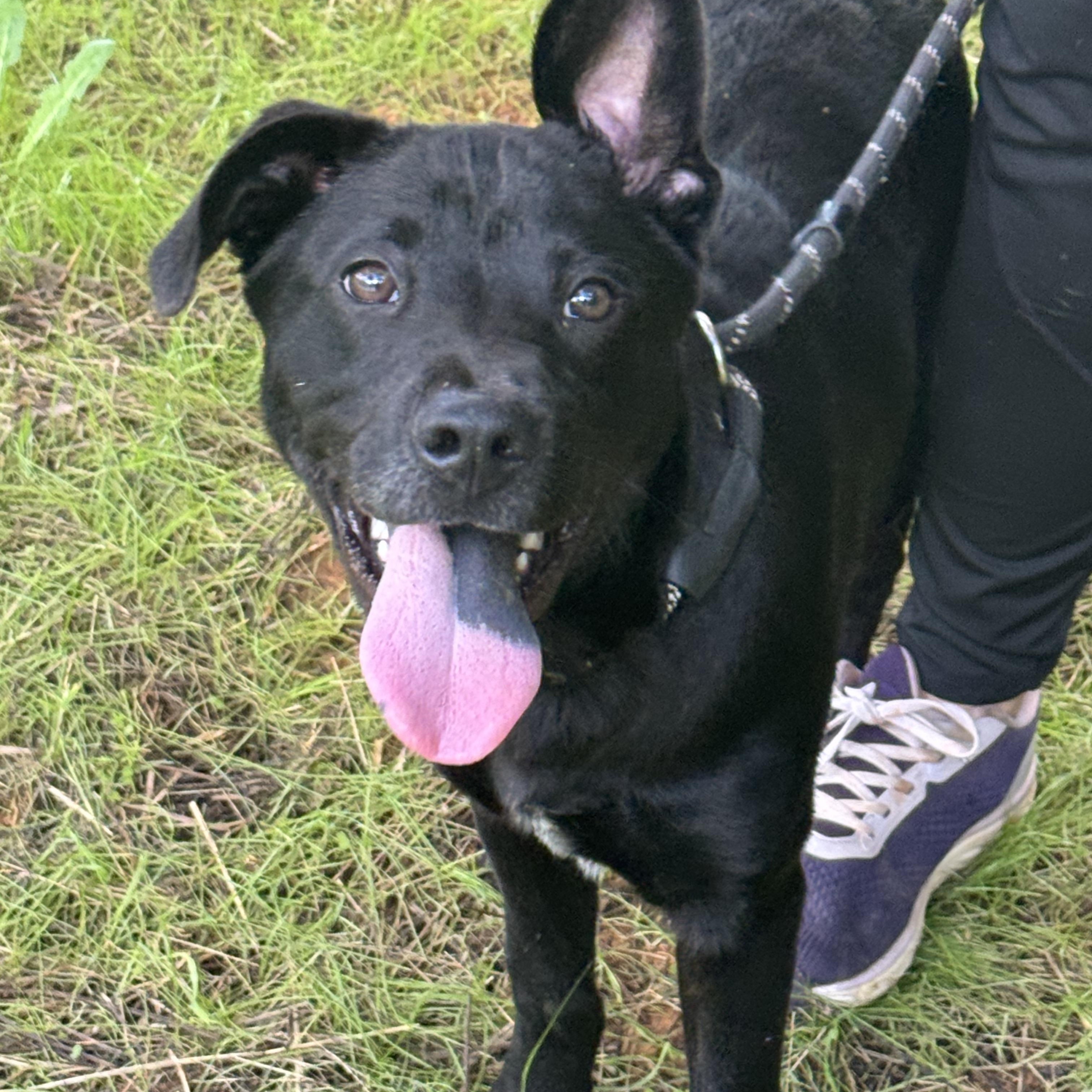 Enlarge Cliff Hanger, a Adoptable mixed breed in Richmond, VA image 6/6