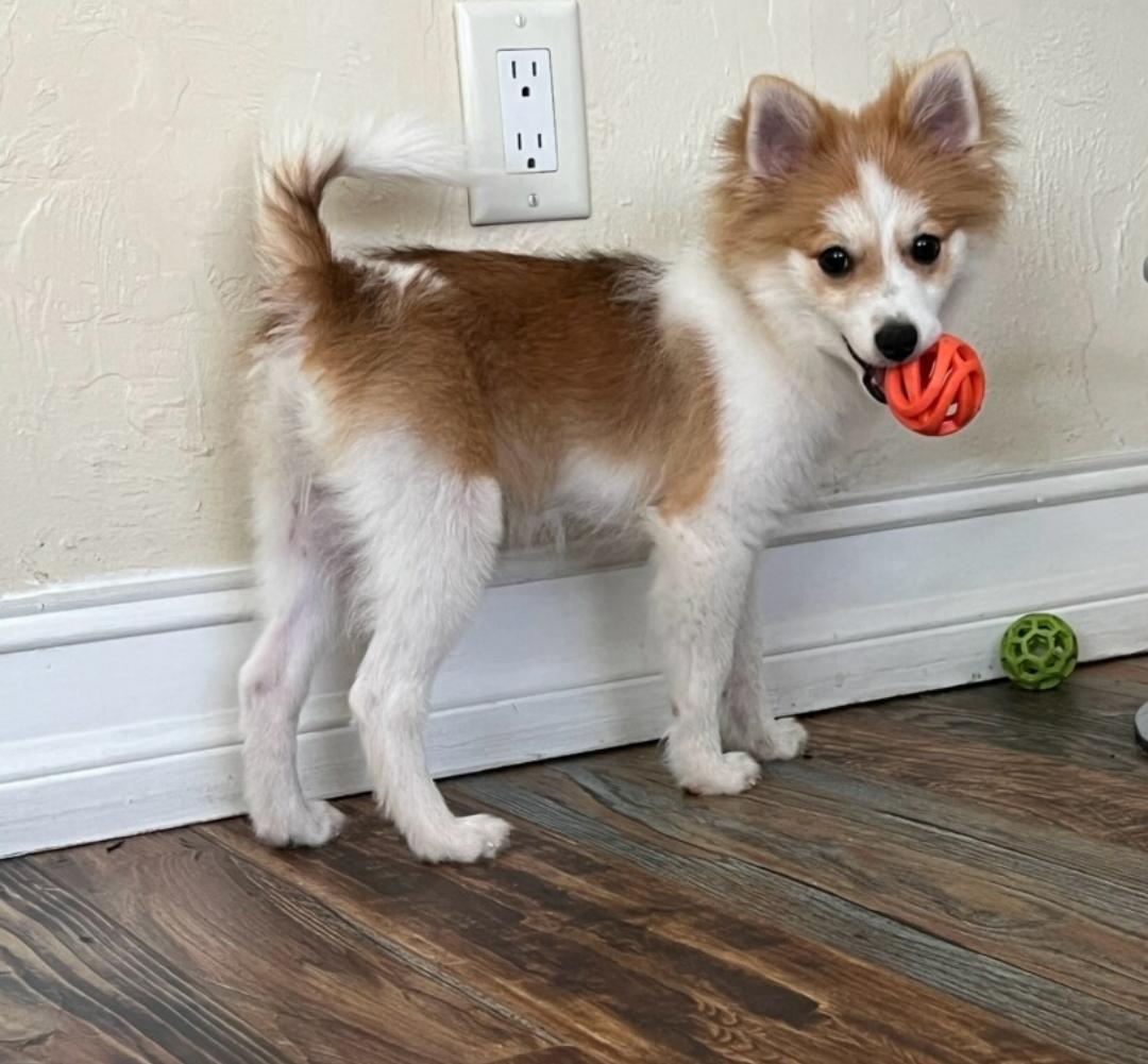Luna, a Adopted Pomeranian in Pembroke Pines, FL image 1/6