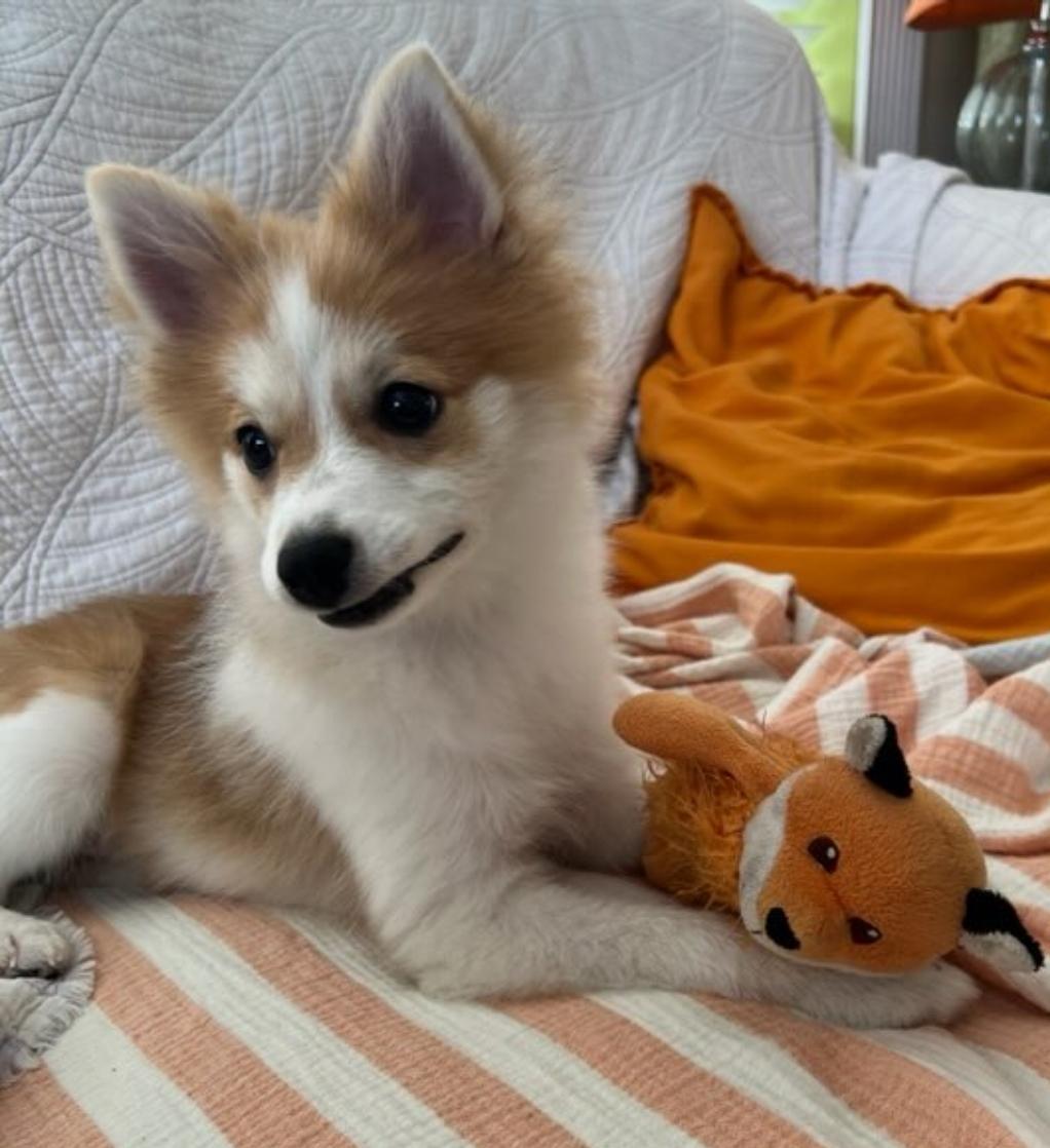 Luna, a Adopted Pomeranian in Pembroke Pines, FL image 2/6