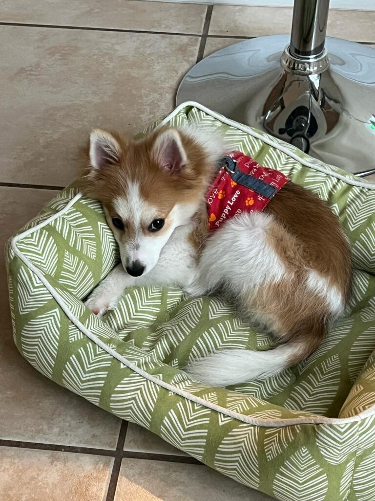 Luna, a Adopted Pomeranian in Pembroke Pines, FL image 3/6