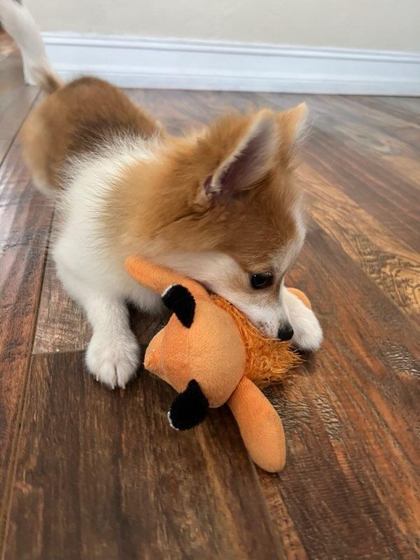 Luna, a Adopted Pomeranian in Pembroke Pines, FL image 4/6