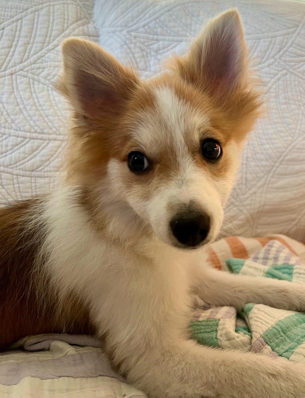 Luna, a Adopted Pomeranian in Pembroke Pines, FL image 5/6