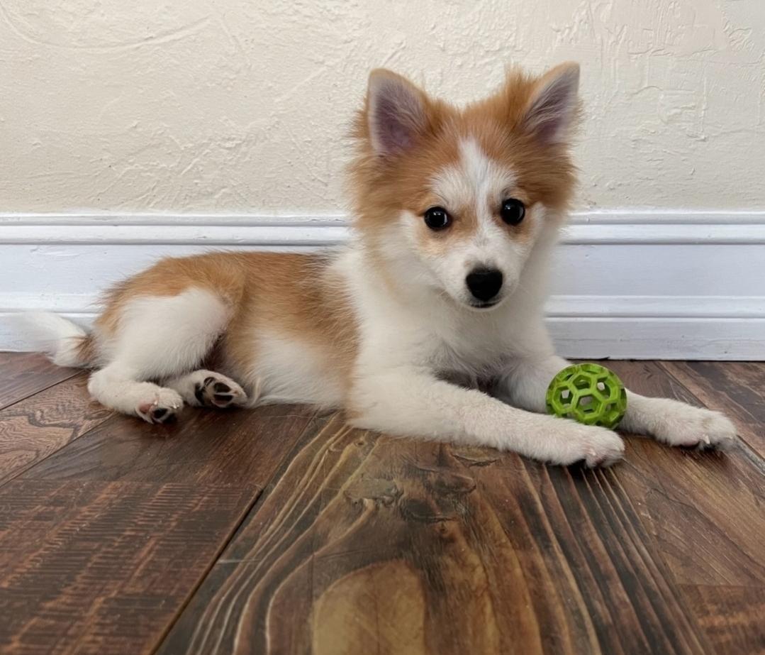 Luna, a Adopted Pomeranian in Pembroke Pines, FL image 6/6