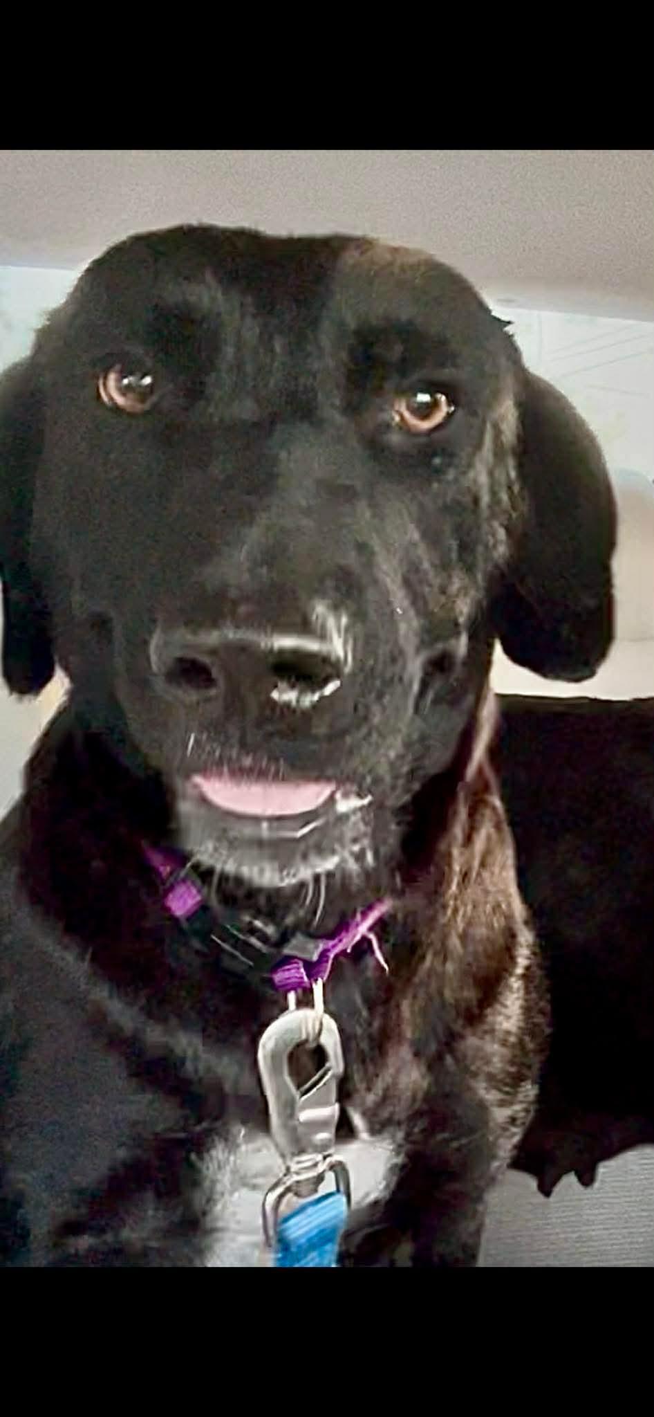 Millie, ADOPTABLE, Young Female Labrador Retriever.