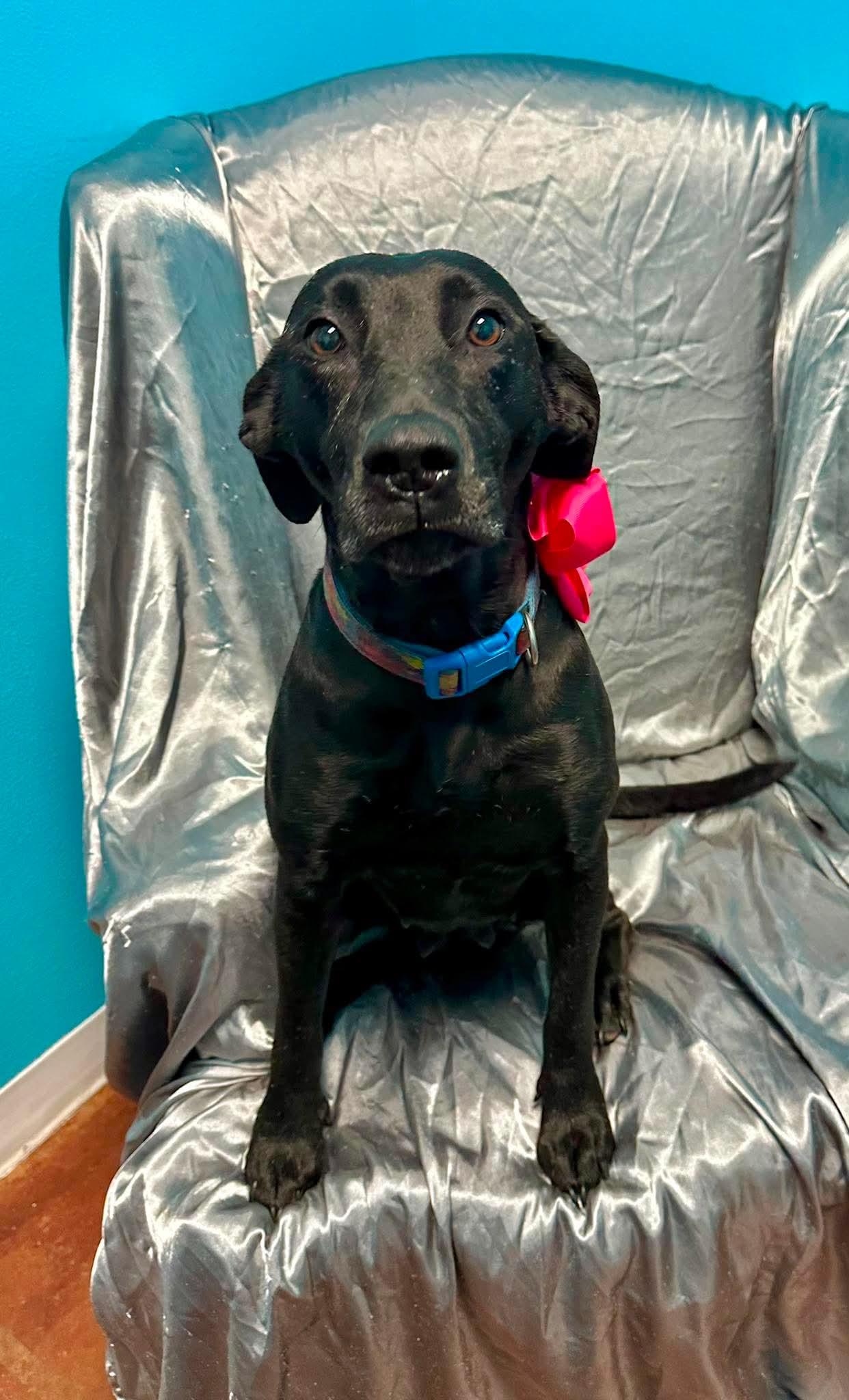 Enlarge Millie, an adopted mixed breed in Walker, LA image 4/6