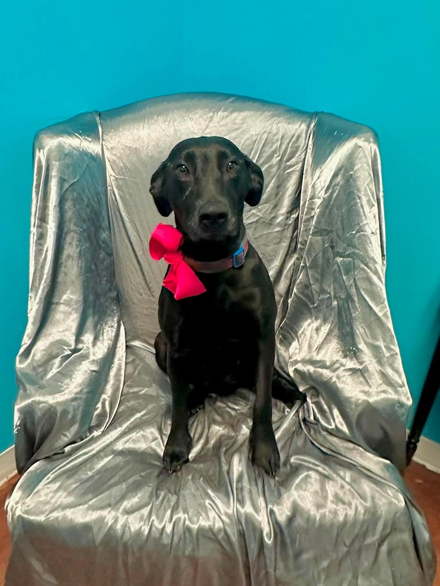 Enlarge Millie, an adopted mixed breed in Walker, LA image 3/6