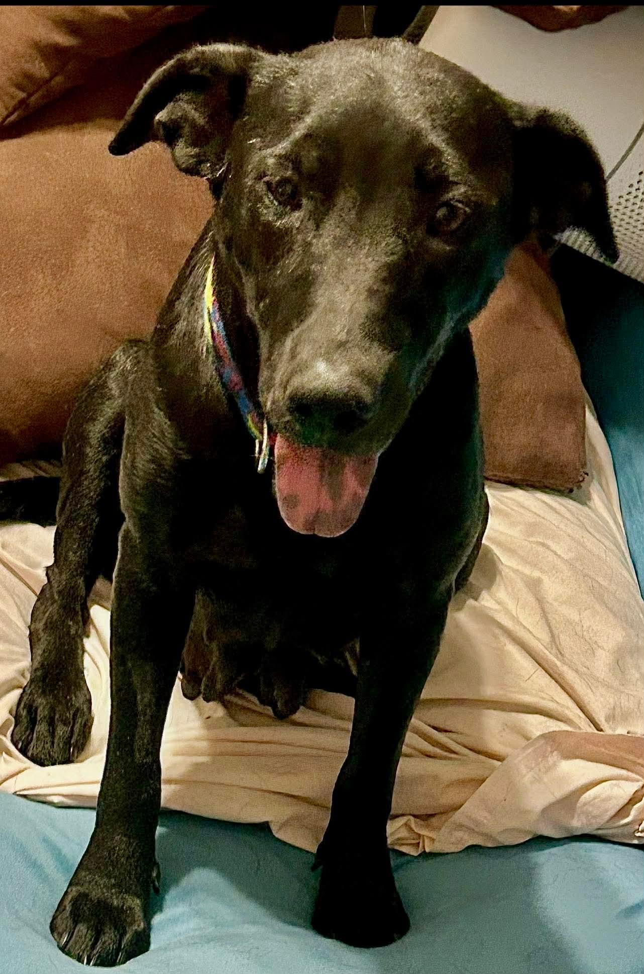 Enlarge Millie, a ADOPTABLE mixed breed in Walker, LA image 2/3