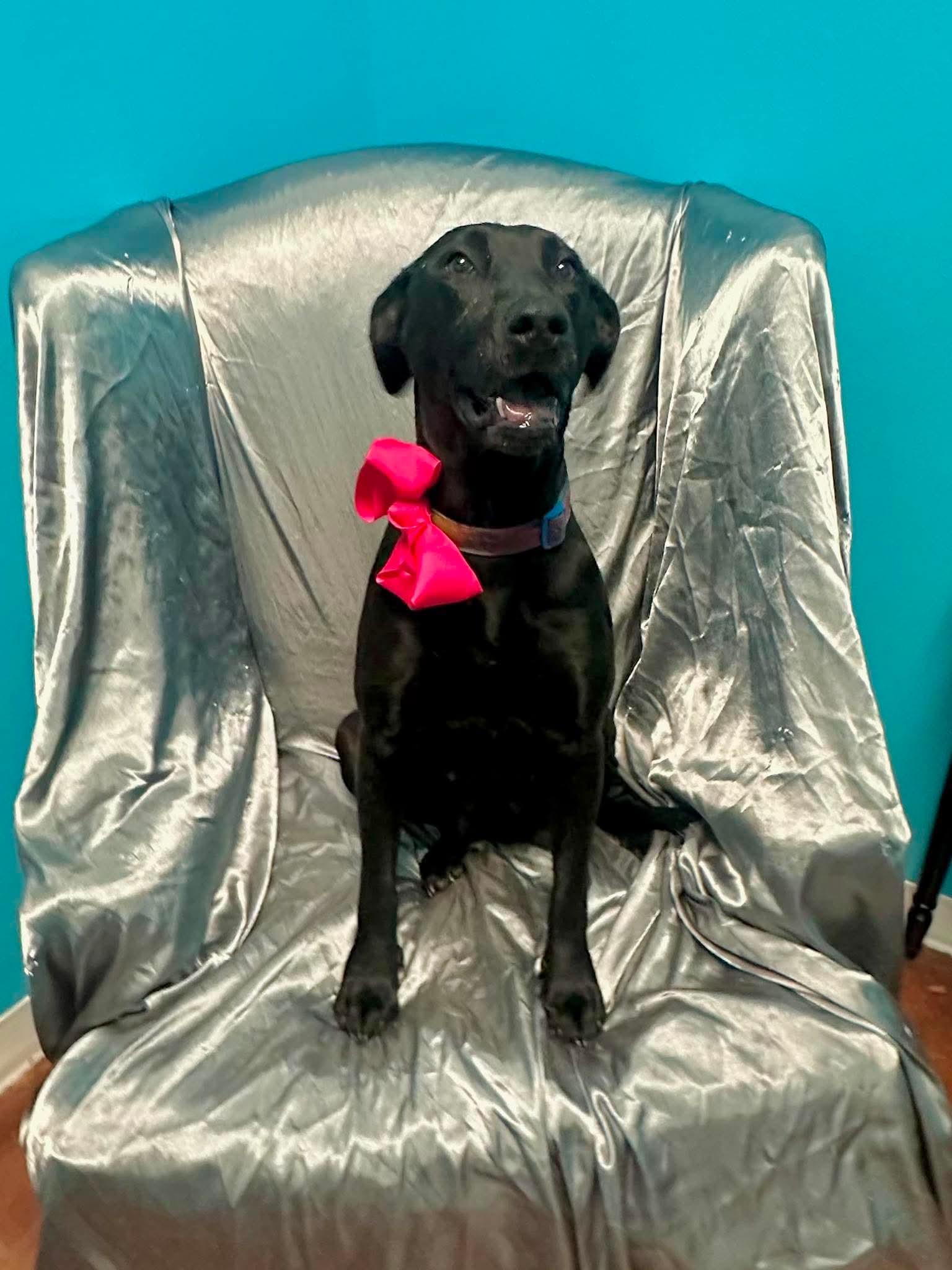 Enlarge Millie, an adopted mixed breed in Walker, LA image 1/6