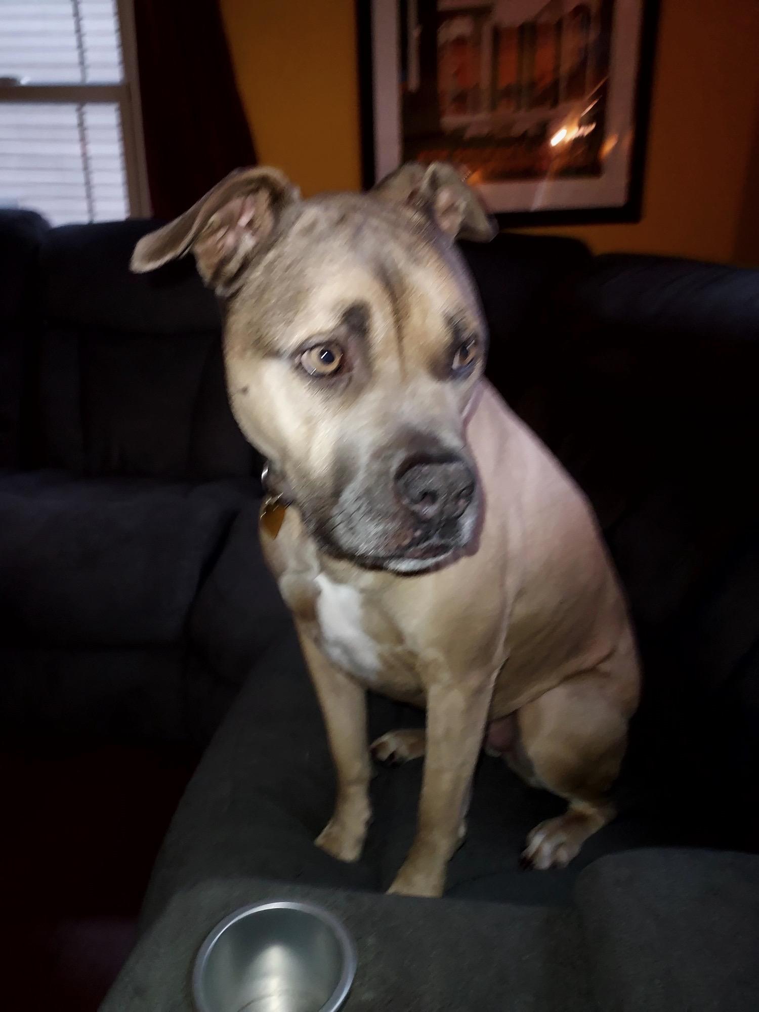 Stella, Adoptable, Adult Female Pit Bull Terrier.