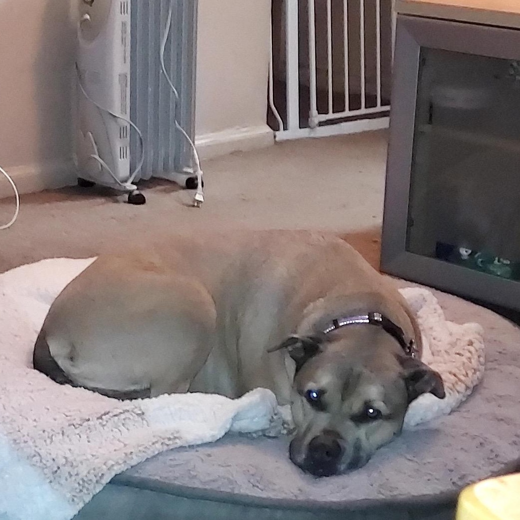 Enlarge Stella, a Adoptable mixed breed in Freeport, NY image 3/4