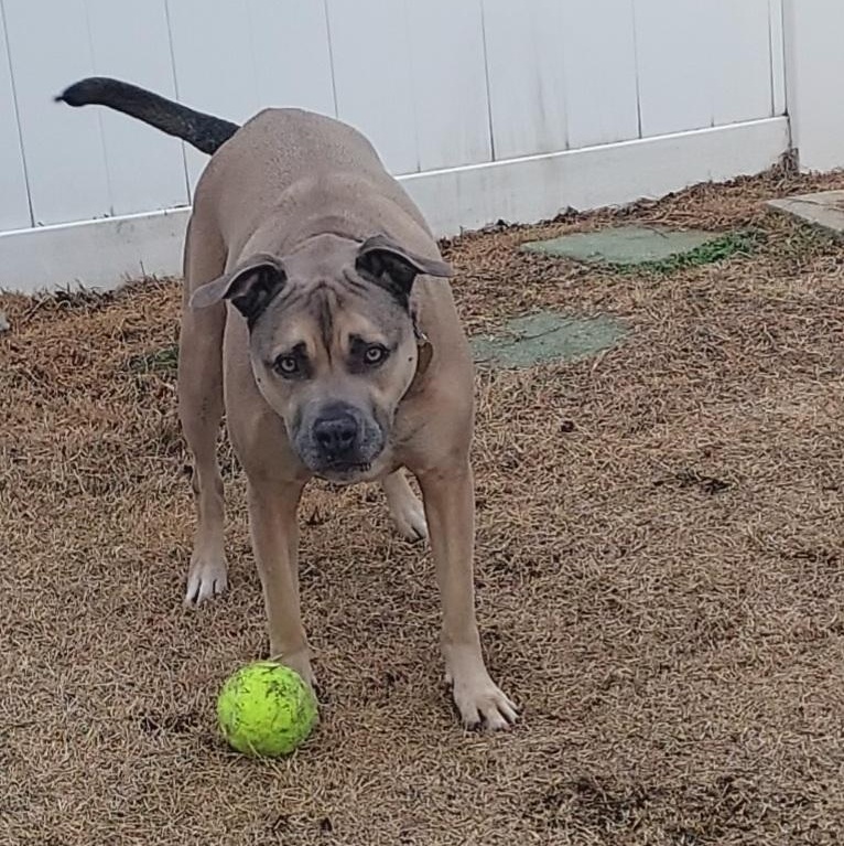 Enlarge Stella, a Adoptable mixed breed in Freeport, NY image 4/4