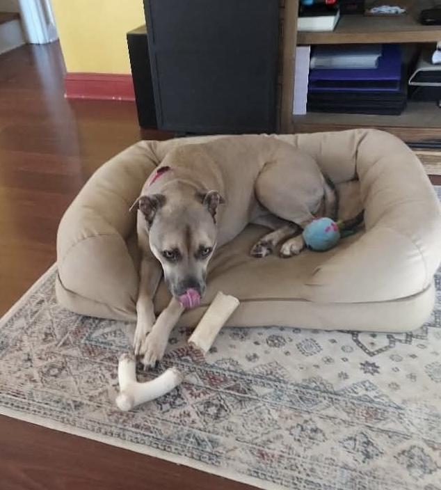 Stella, a Adoptable mixed breed in Baldwin, NY image 4/4