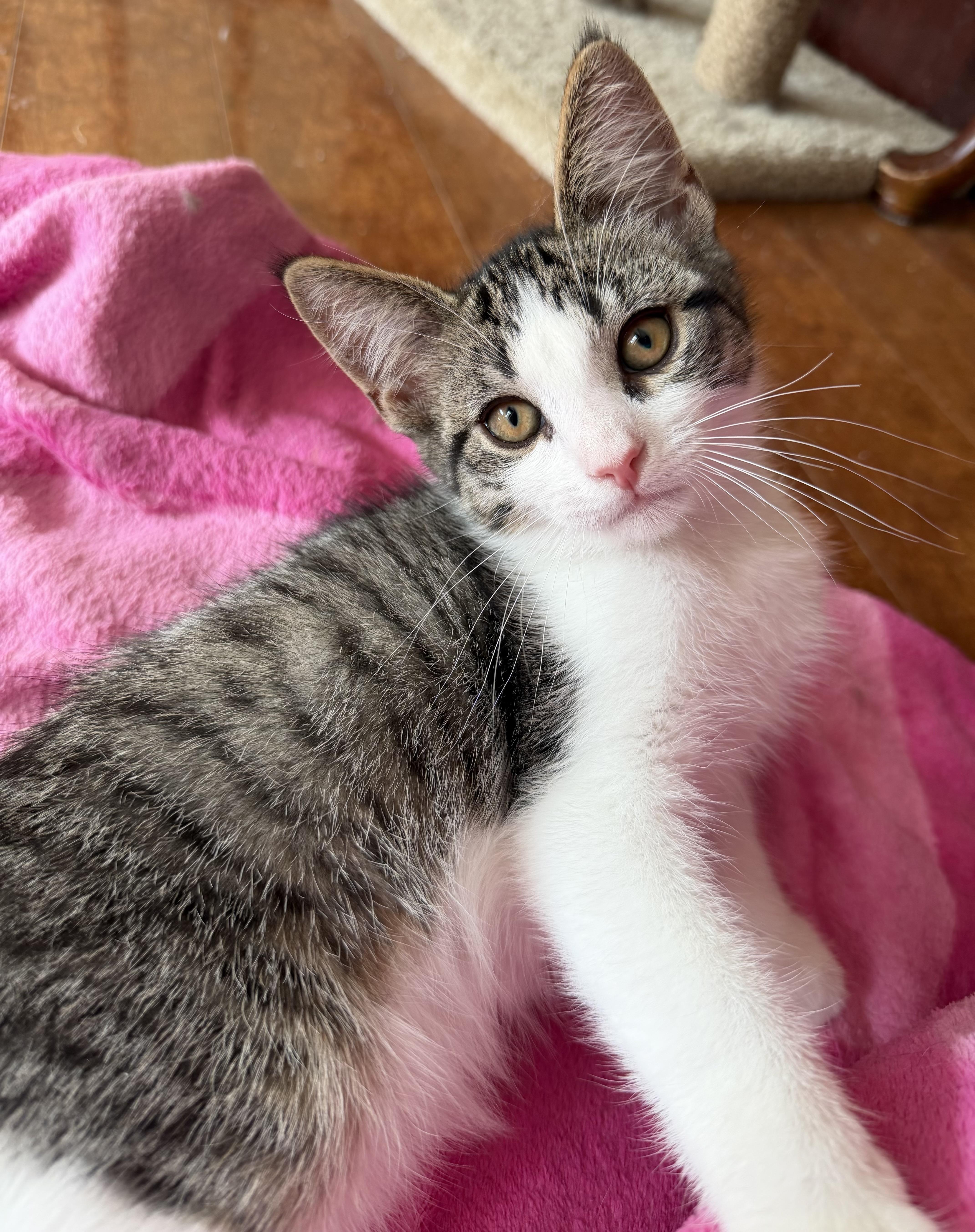 Doug, an adopted Domestic Short Hair in Williamsville, NY image 1/2