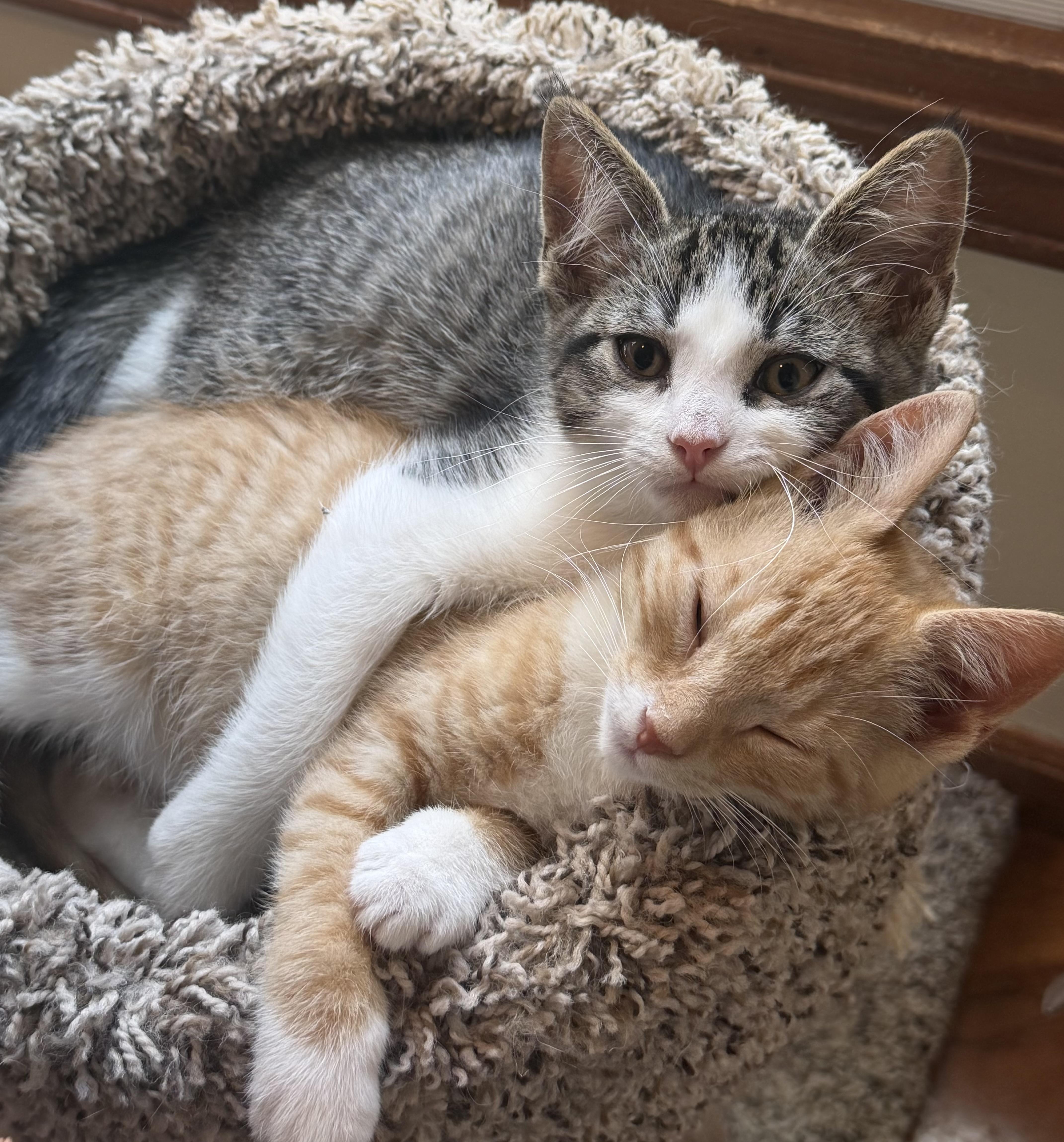 Doug, an adopted Domestic Short Hair in Williamsville, NY image 2/2