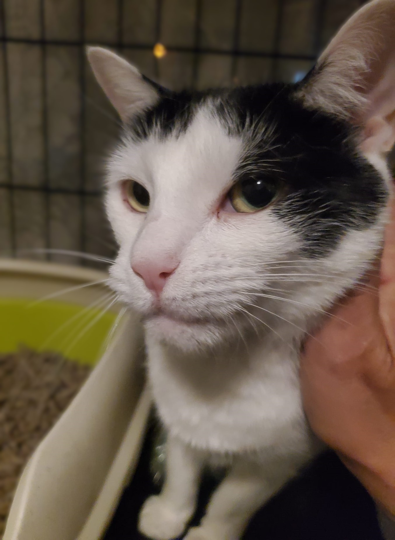 Enlarge Misty and Aldine, a Adoptable Domestic Short Hair in Keansburg, NJ image 4/6