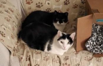 Enlarge Misty and Aldine, a Adoptable Domestic Short Hair in Keansburg, NJ image 1/6