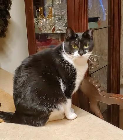 Enlarge Misty and Aldine, a Adoptable Domestic Short Hair in Keansburg, NJ image 2/6