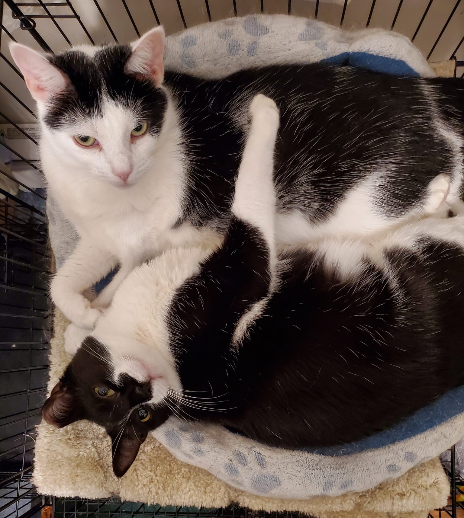 Enlarge Misty and Aldine, a Adoptable Domestic Short Hair in Keansburg, NJ image 6/6