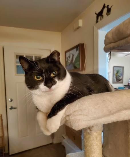 Enlarge Misty and Aldine, a Adoptable Domestic Short Hair in Keansburg, NJ image 3/6