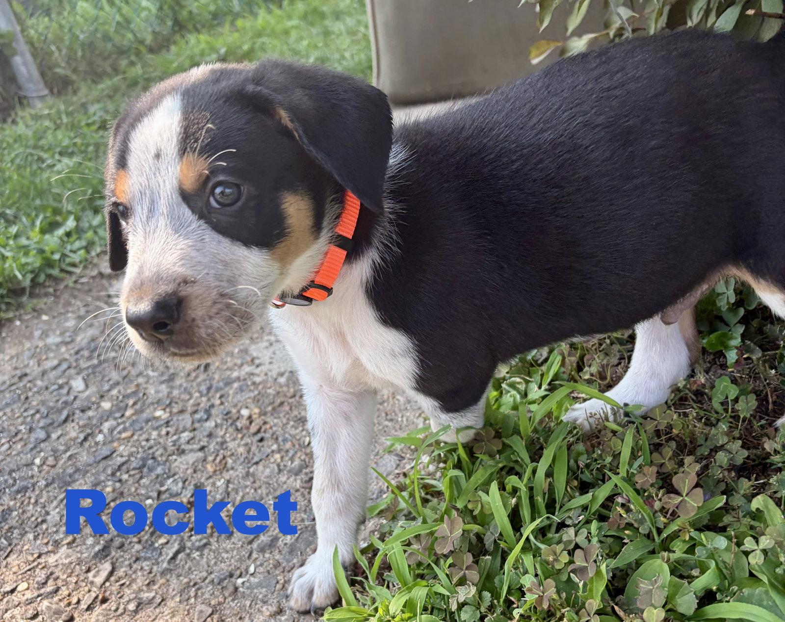 Enlarge Rocket, a Adoptable mixed breed in Spring City, PA image 1/3