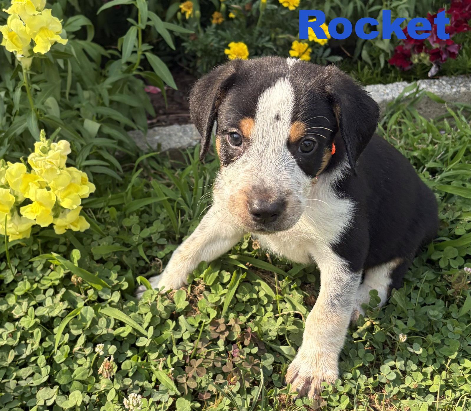 Enlarge Rocket, a Adoptable mixed breed in Spring City, PA image 2/3