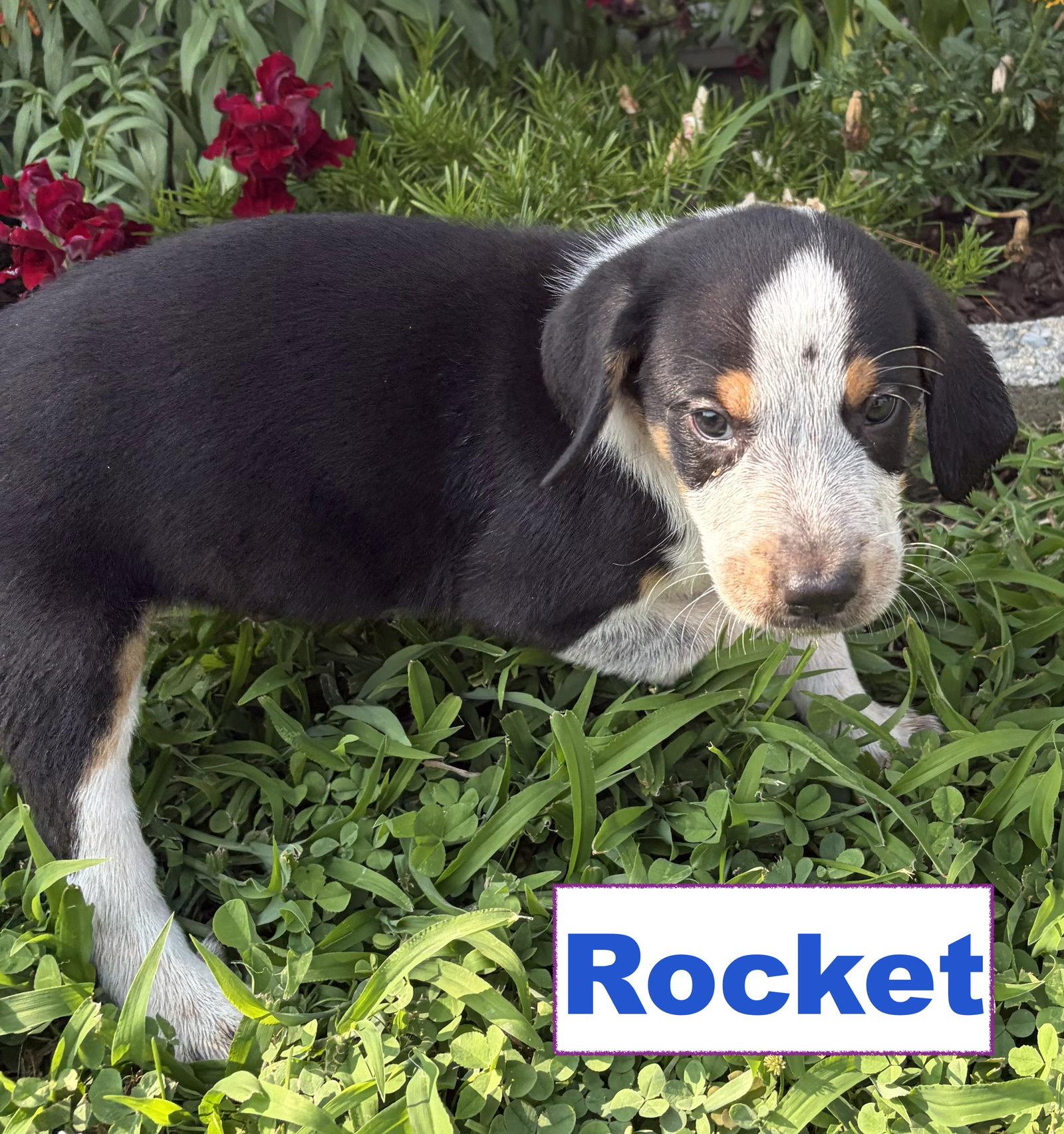Enlarge Rocket, a Adoptable mixed breed in Spring City, PA image 3/3
