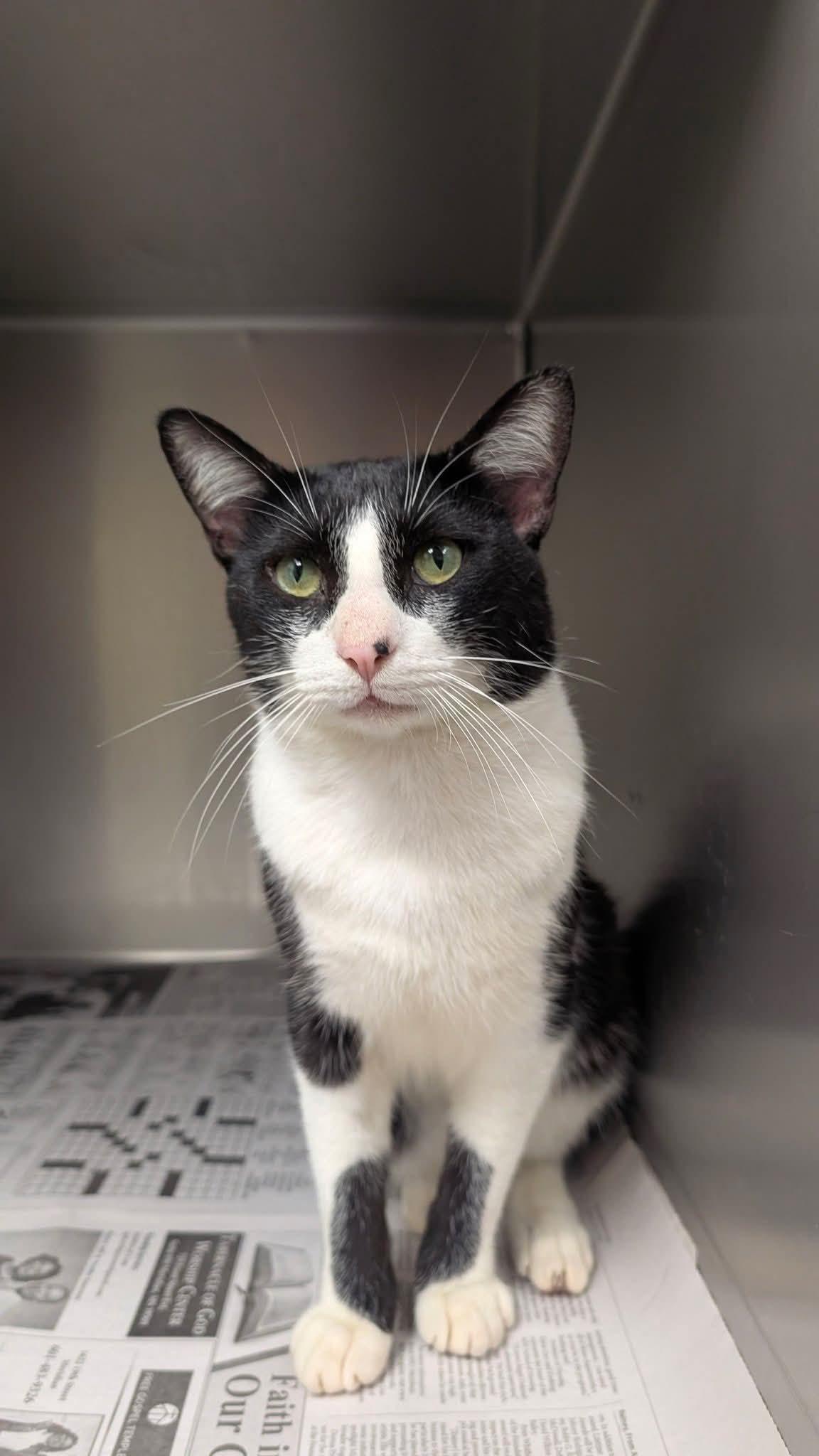 Squeak, ADOPTABLE, Adult Male Domestic Short Hair.