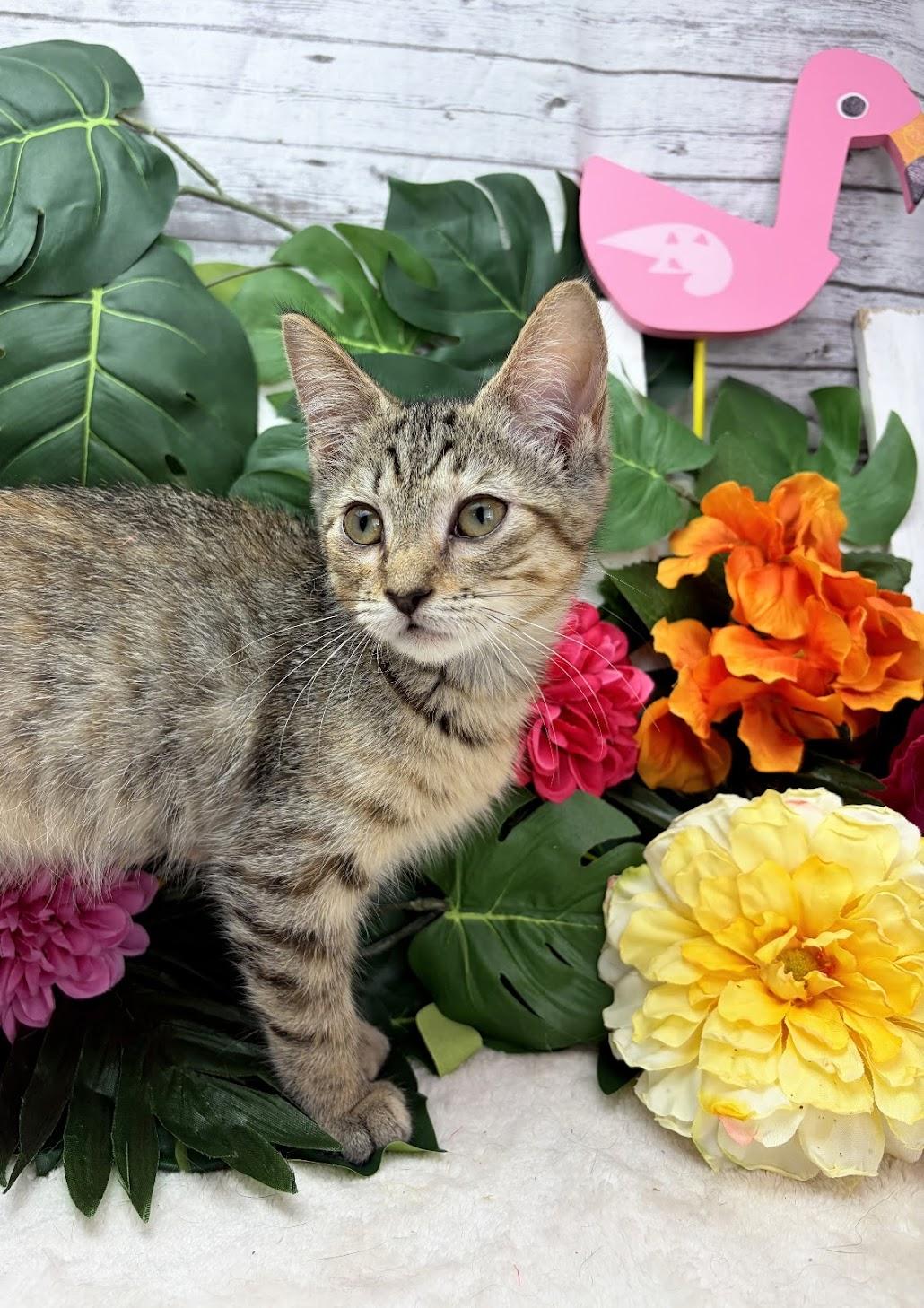 Enlarge Coconut (Adoption Pending), a ADOPTABLE Domestic Short Hair in Ocean Springs, MS image 4/5