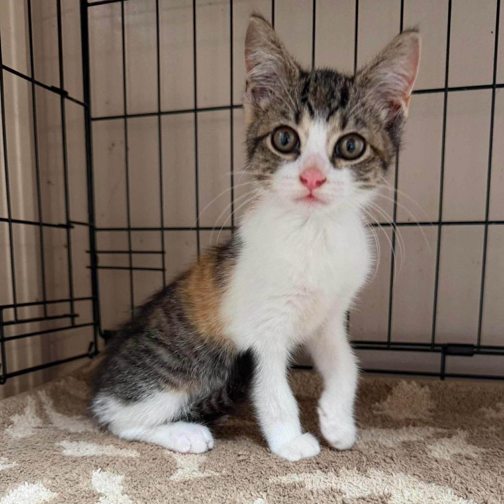 Oakley-at Petsmart Madison East, Adoptable, Kitten Female Domestic Short Hair.