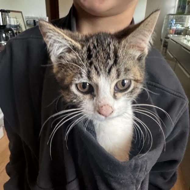 Enlarge Oakley-at Petsmart Madison East, a Adoptable Domestic Short Hair in Madison, WI image 2/6