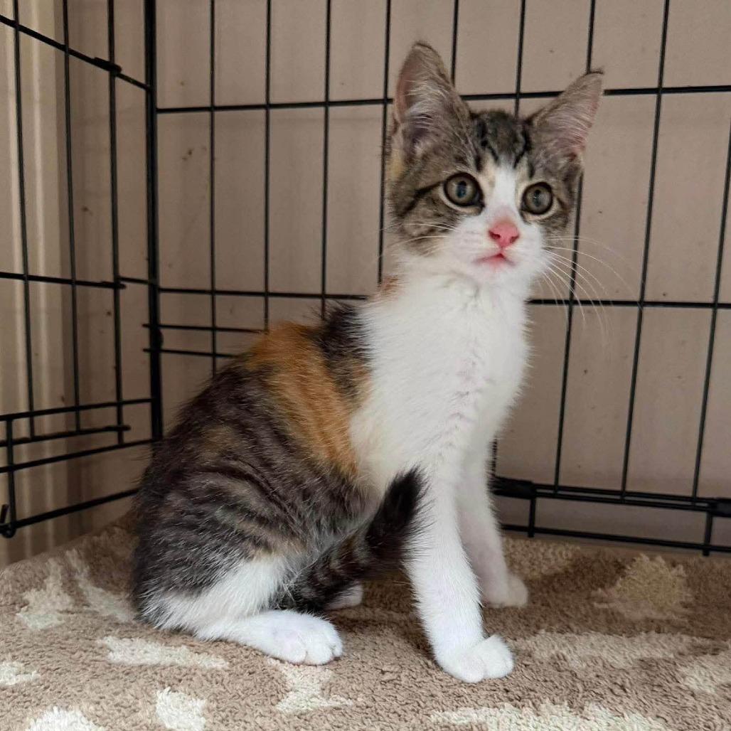 Enlarge Oakley-at Petsmart Madison East, a Adoptable Domestic Short Hair in Madison, WI image 4/6