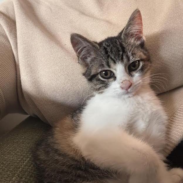 Enlarge Oakley-at Petsmart Madison East, a Adoptable Domestic Short Hair in Madison, WI image 5/6