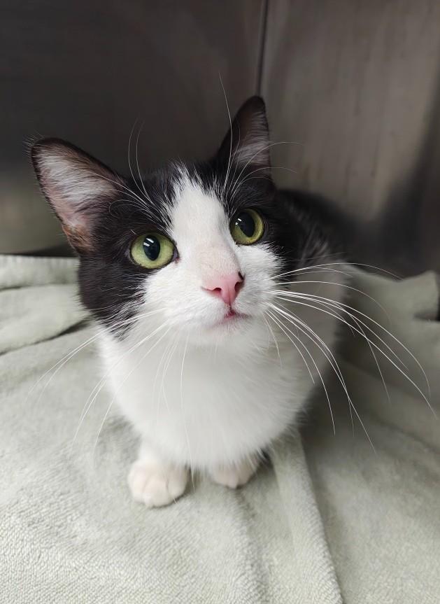 Ella, an adopted Domestic Short Hair in Oconto, WI image 1/3