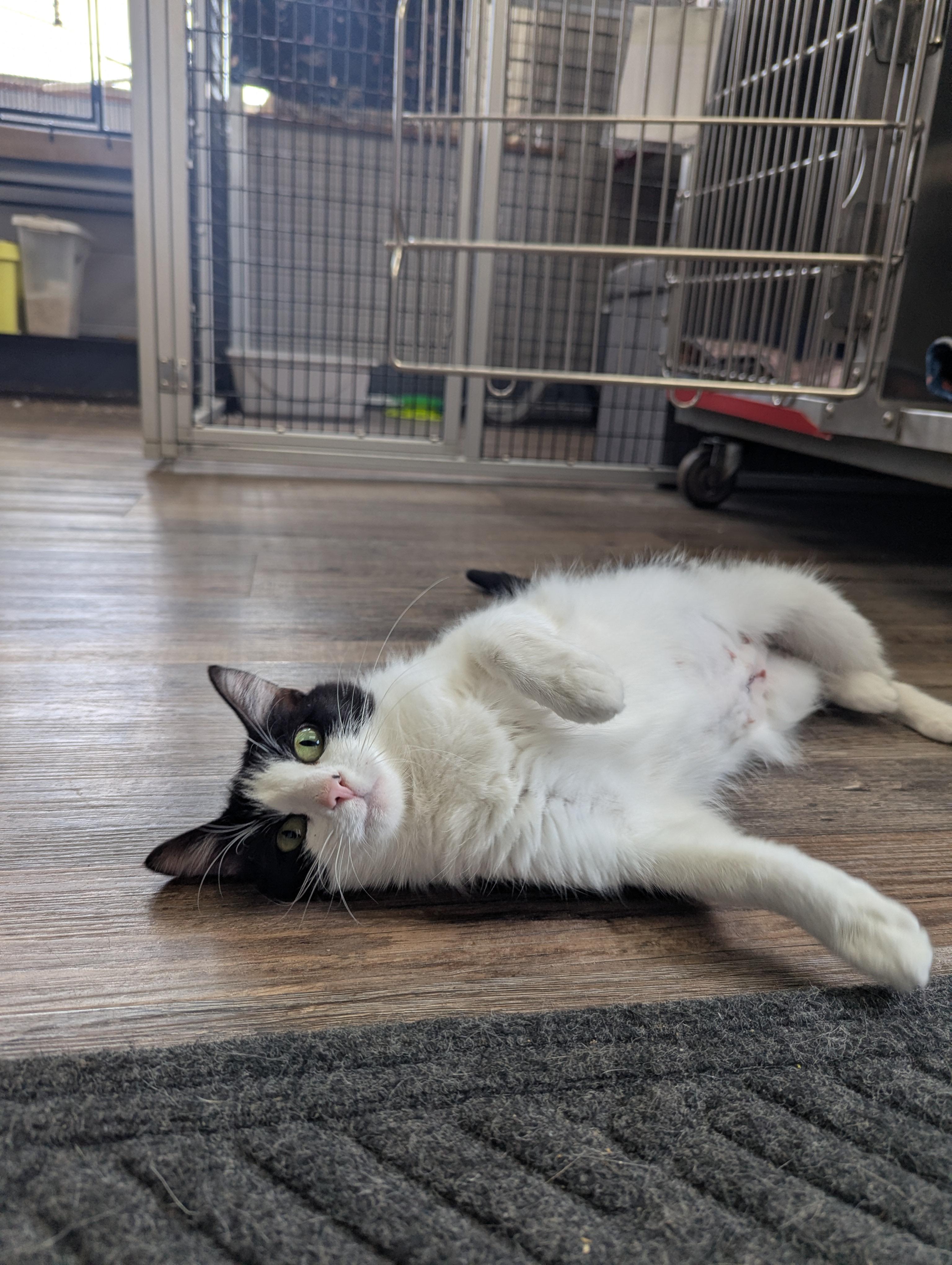 Ella, an adopted Domestic Short Hair in Oconto, WI image 3/3