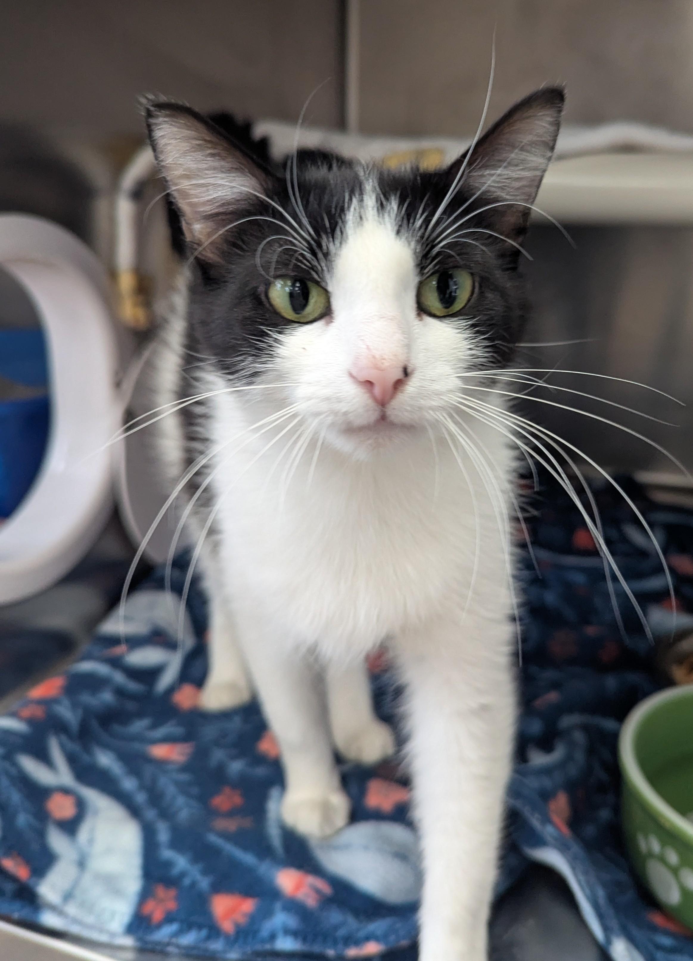 Ella, an adopted Domestic Short Hair in Oconto, WI image 2/3