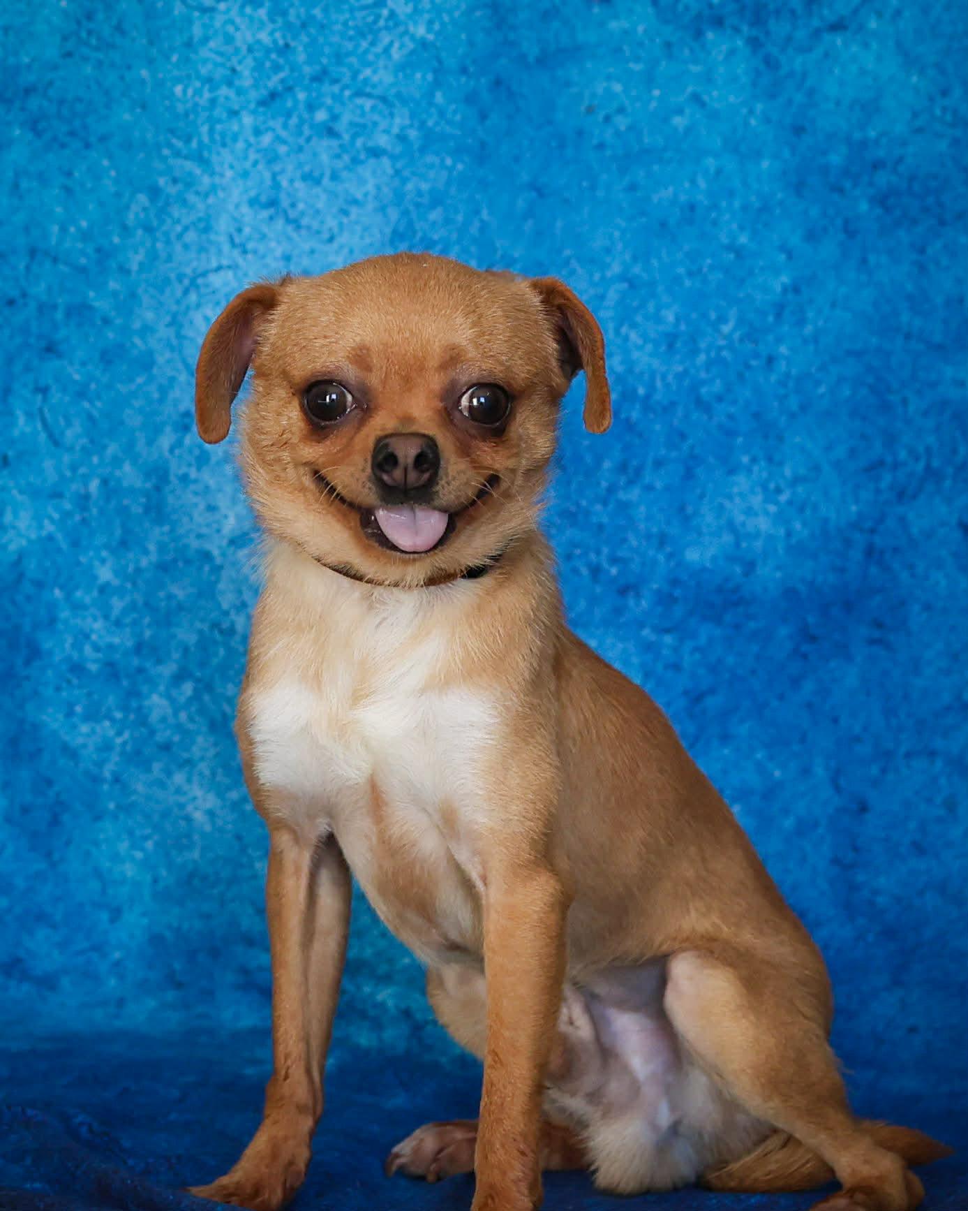 Enlarge WONTON (0361), an adoptable mixed breed in Bridgeport, CT image 1/1