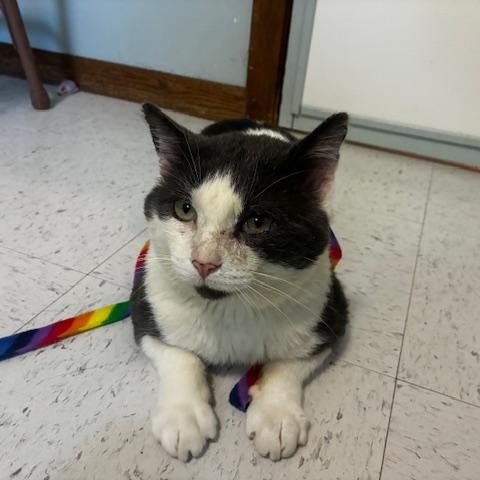 Enlarge Grinkee, a Adoptable Domestic Short Hair in Hutchinson, MN image 2/3