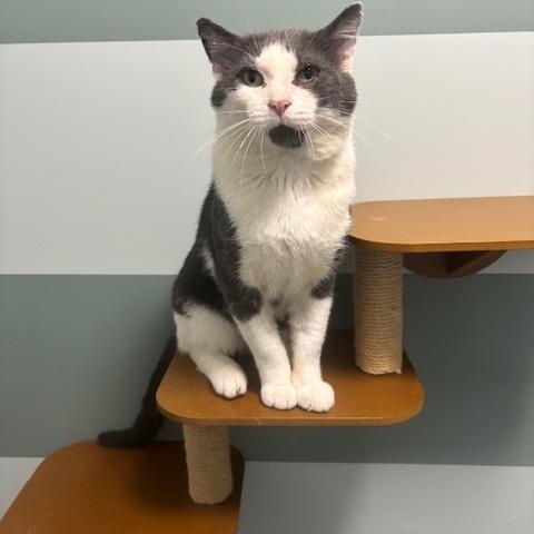 Grinkee, Adoptable, Adult Male Domestic Short Hair.
