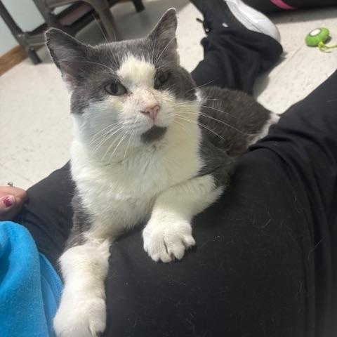 Enlarge Grinkee, a Adoptable Domestic Short Hair in Hutchinson, MN image 3/4