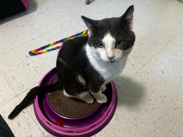 Enlarge Grinkee, a Adoptable Domestic Short Hair in Hutchinson, MN image 3/3