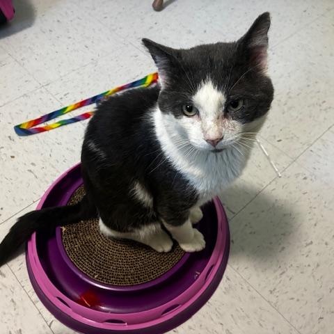 Enlarge Grinkee, a Adoptable Domestic Short Hair in Hutchinson, MN image 4/4