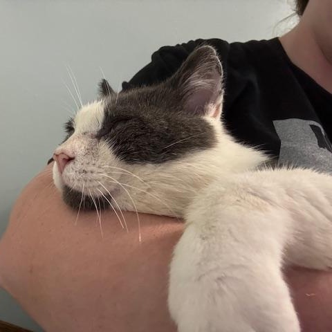 Grinkee, Adoptable, Adult Male Domestic Short Hair.