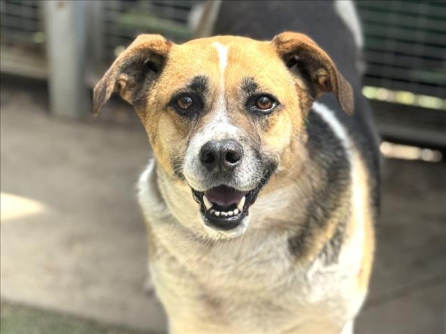 WINNIE, Adoptable, Adult Female Mixed Breed.