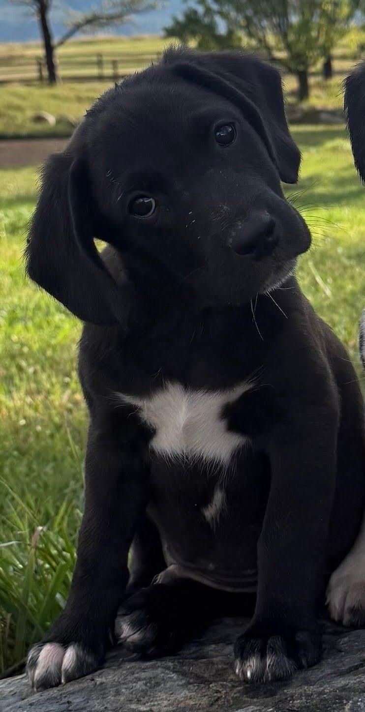 Taurus, Adoptable, Puppy Male Border Collie.