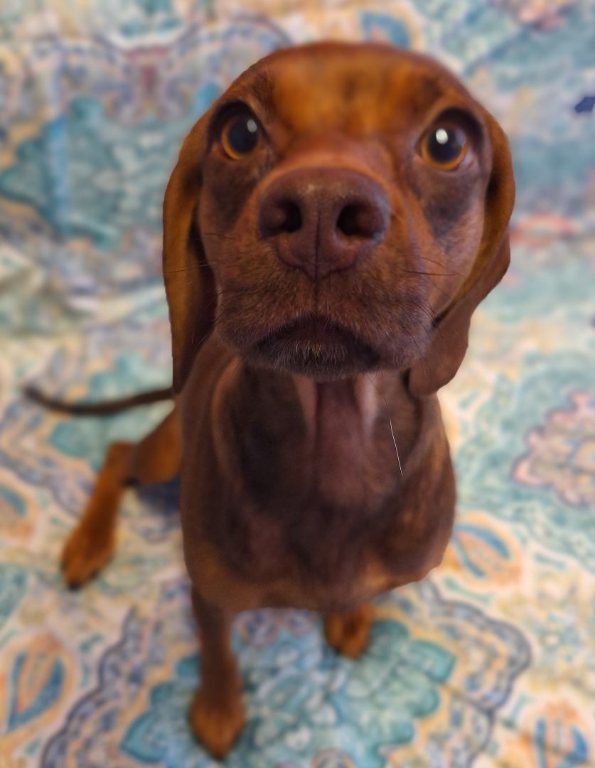 Beanie, Adopted, Young Female Beagle & Terrier.