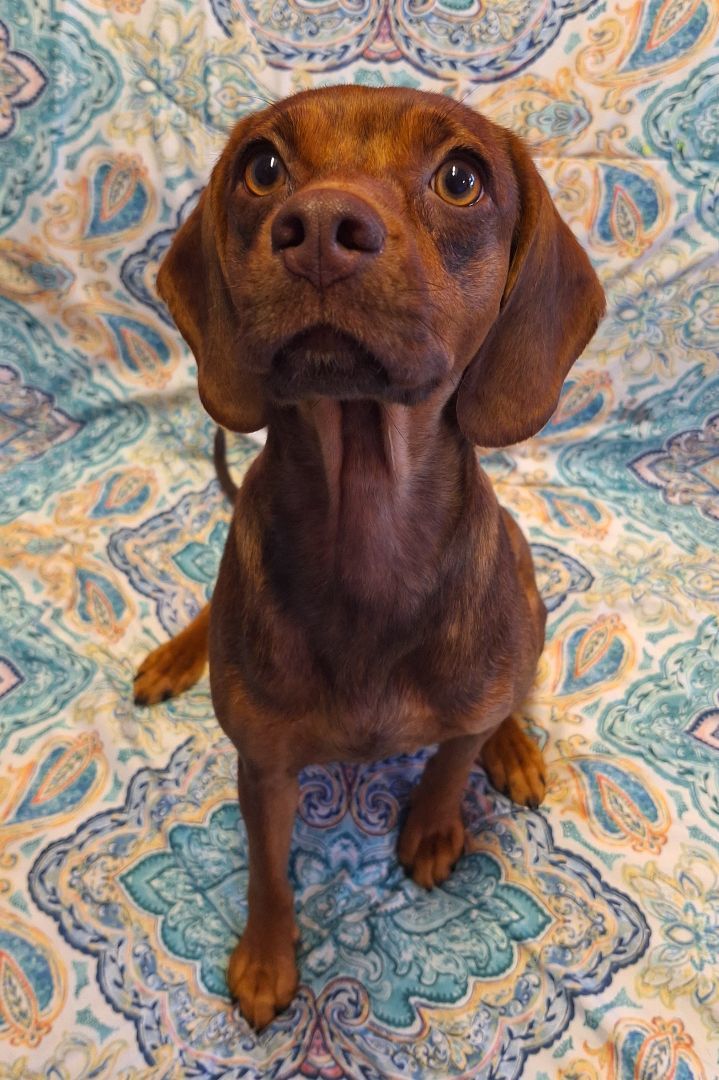 Enlarge Beanie, a Adopted mixed breed in Macclesfield, NC image 2/6