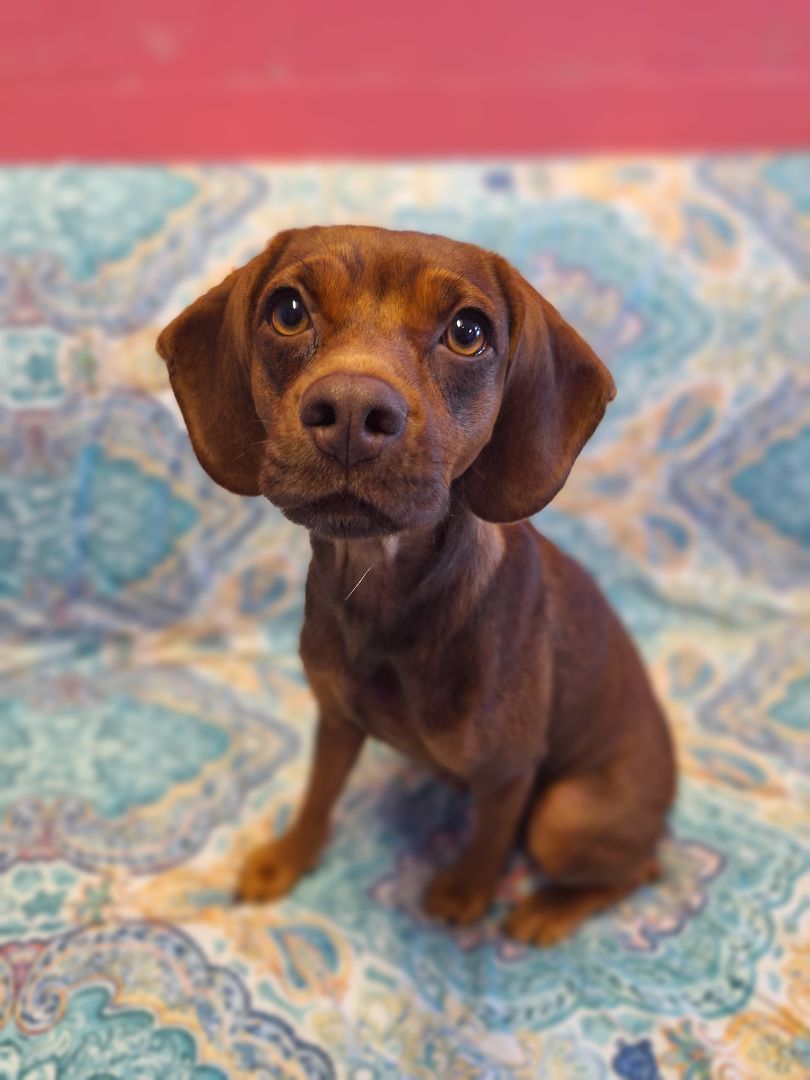 Enlarge Beanie, a Adopted mixed breed in Macclesfield, NC image 3/6