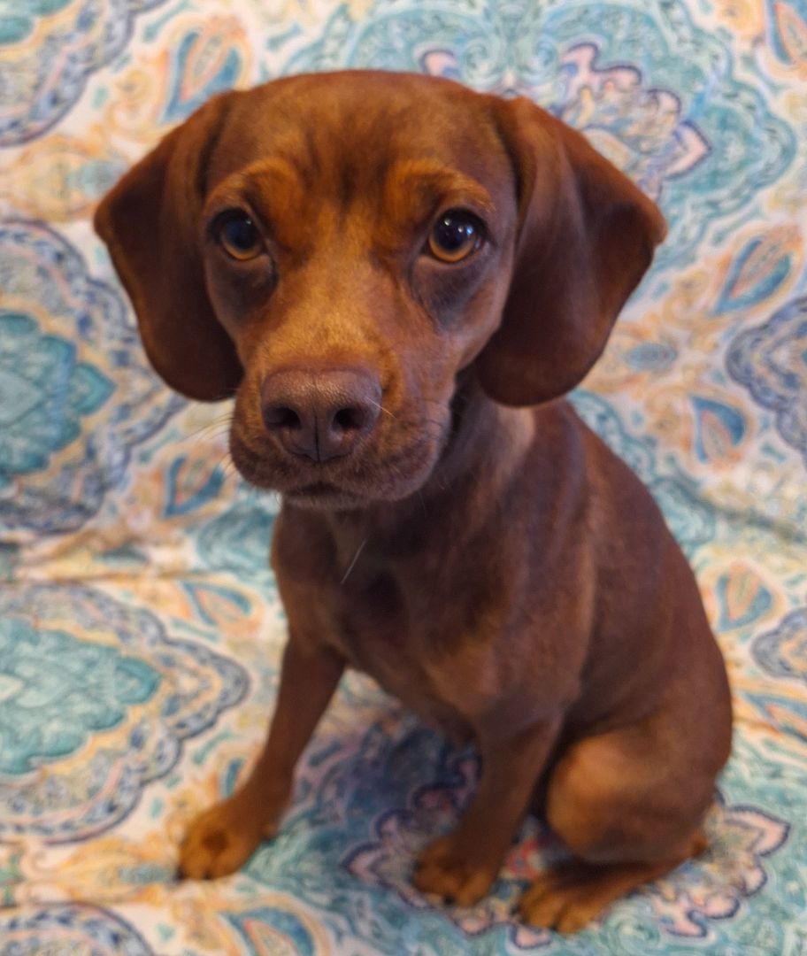 Enlarge Beanie, a Adopted mixed breed in Macclesfield, NC image 4/6