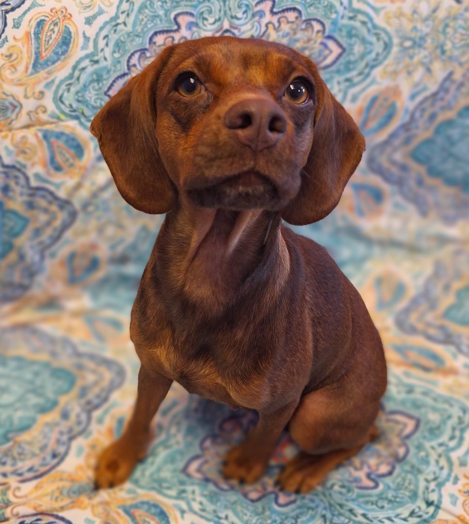 Enlarge Beanie, a Adopted mixed breed in Macclesfield, NC image 5/6